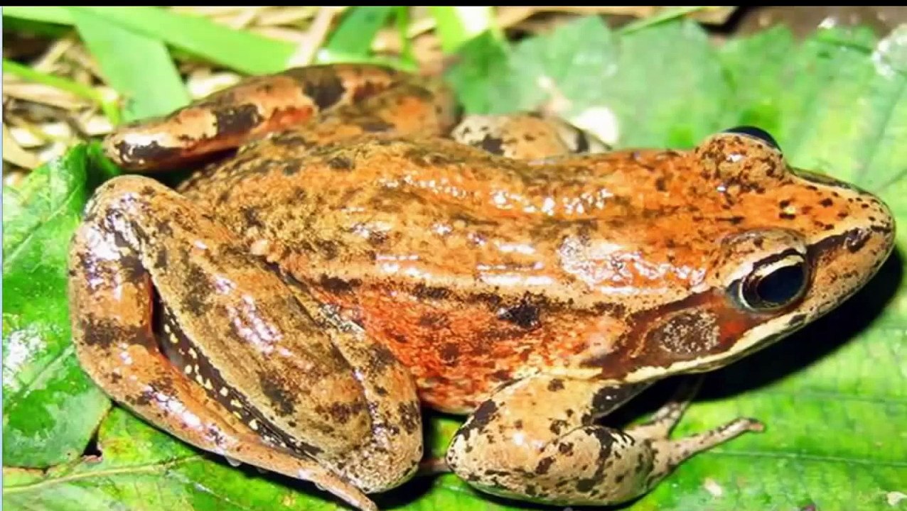 ABC Songs for Children - ABC Song - Nursery Rhymes - Alphabet song - H for Horse - ABC Pho