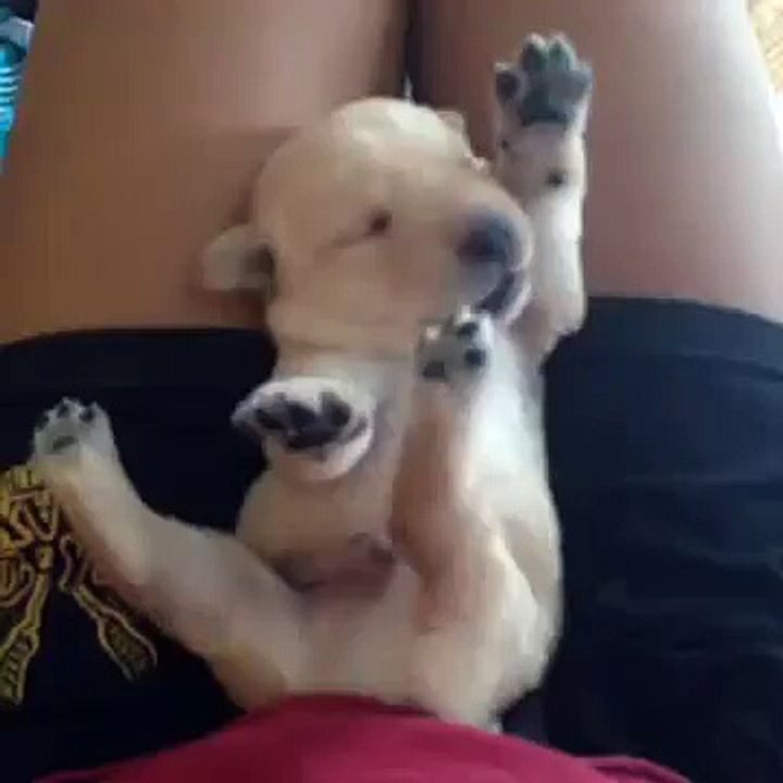 Cute puppy having nightmares and crying in his sleep