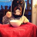 Dog - Rottweiler eating like a human