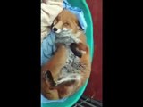 Funny animals - Rescued fox is verry happy when she sees her rescuers