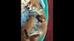 Funny animals - Rescued fox is verry happy when she sees her rescuers