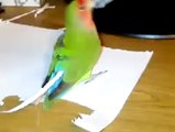 Parakeet Peacocking by making tail from strips of paper