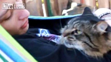Funny compilation of a cat named Bon Jovi attacking his owner