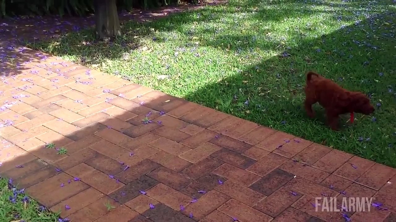 Funniest Animal Fails Compilation    FailArmy