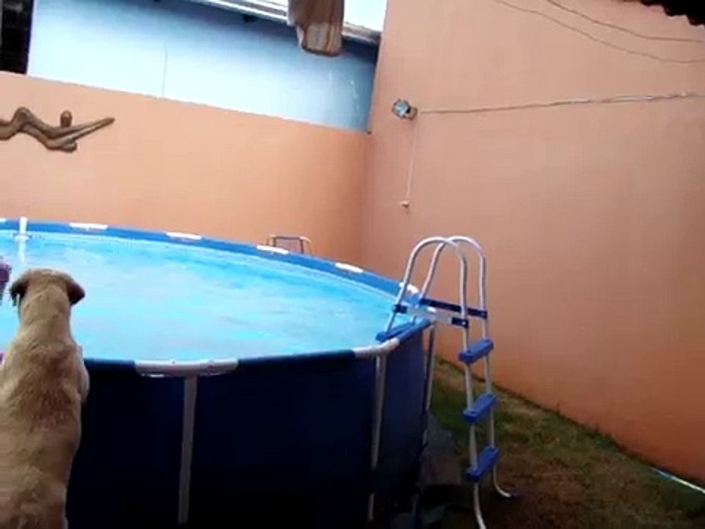 Labrador nadando