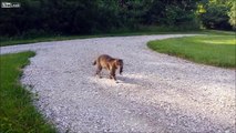 CAT catches Dinner == Diner fights back ==  escapes