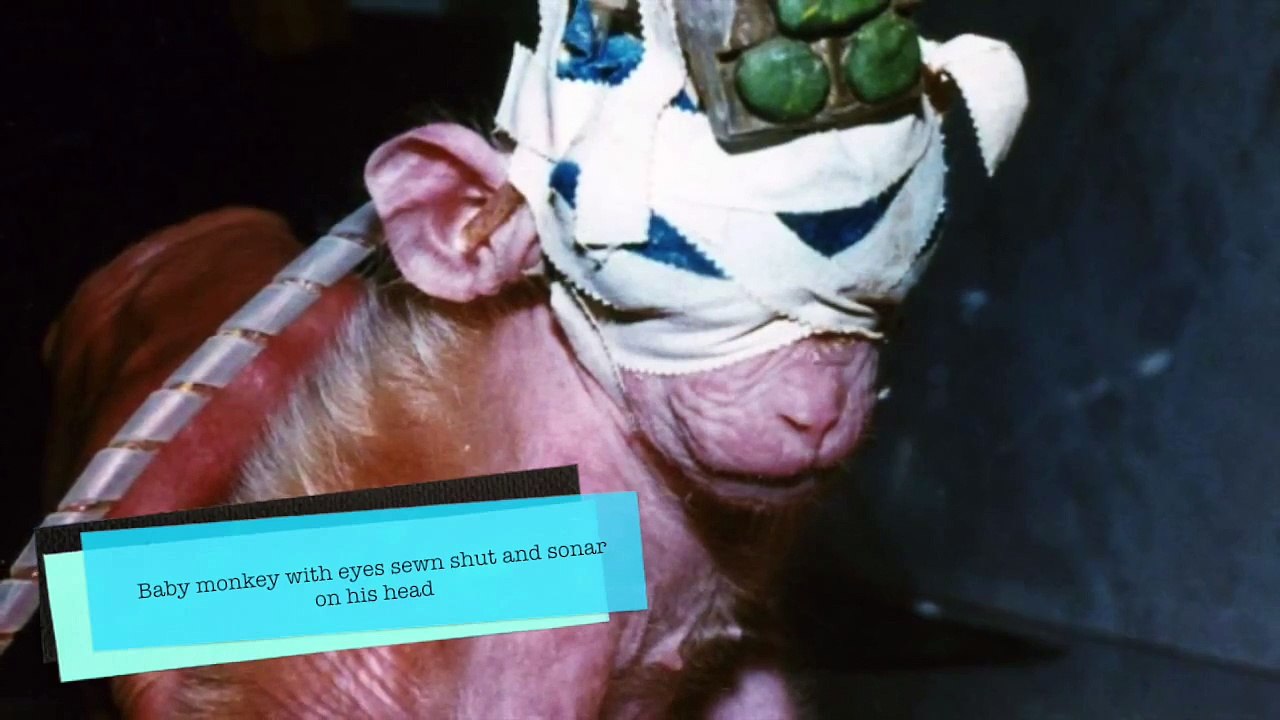 UNIV 200 Animal Testing Unit 4 Project