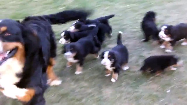 Bernese Mountain Dog Puppies