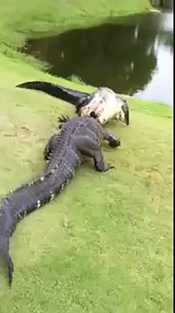Combat entre Alligator !