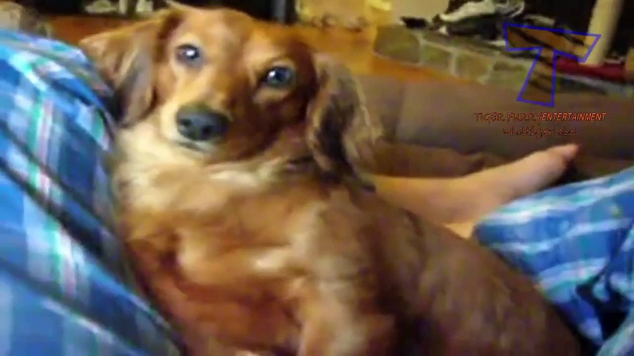 Top 10 dog burps and hiccups - Funny and cute dog compilation