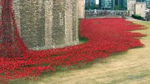 1.Weltkireg : Blumen-Gedenk-Aktion am Londoner Tower 2014