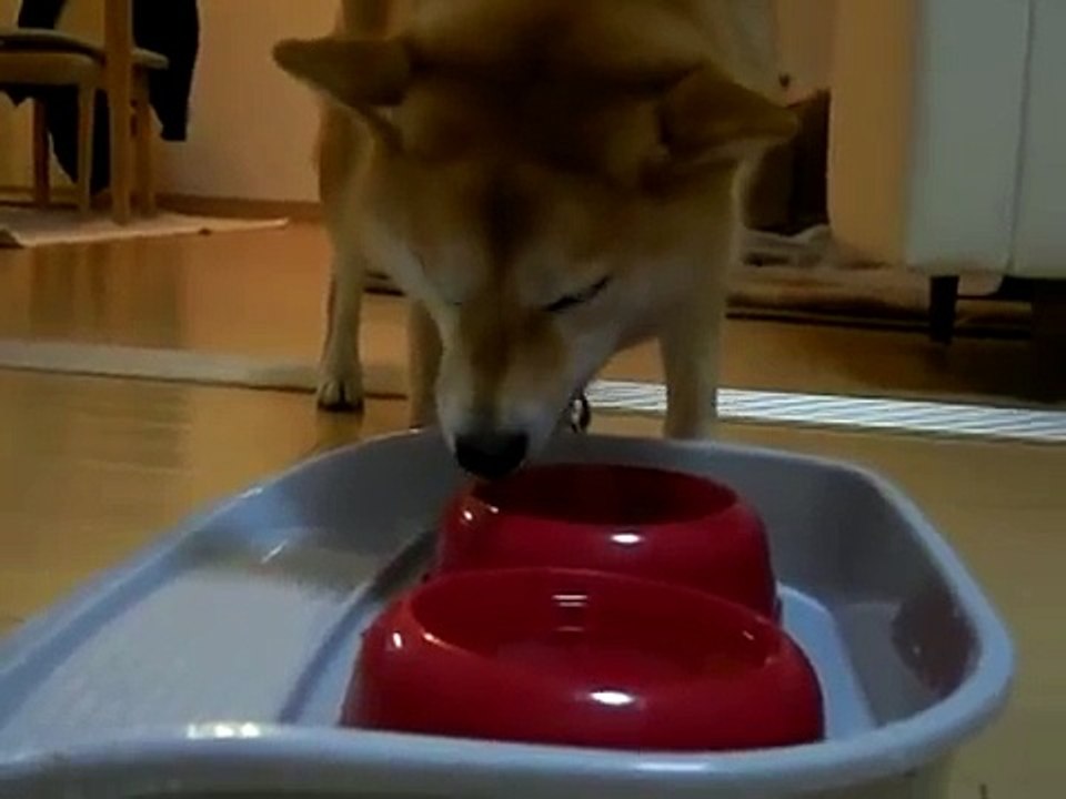 旺盛！カリカリを食べる柴犬