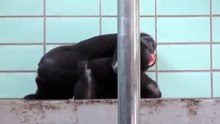 Zoo Stuttgart - Wilhelma: Gorillakinder Claudia und Kimbali spielen