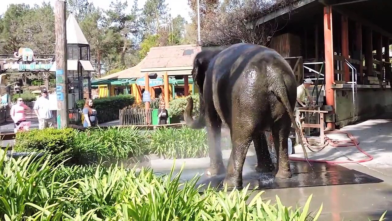 Elephants exploited at Six Flags Discovery Kingdom