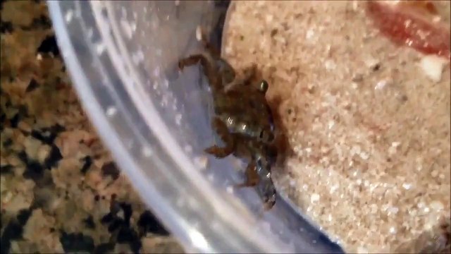 Mala Mala Game Reserve Kruger National Park South Africa Little Crab ~ Best Funny Animals 2014