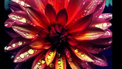 Bülent Ersoy   Burası Agora Meyhanesi