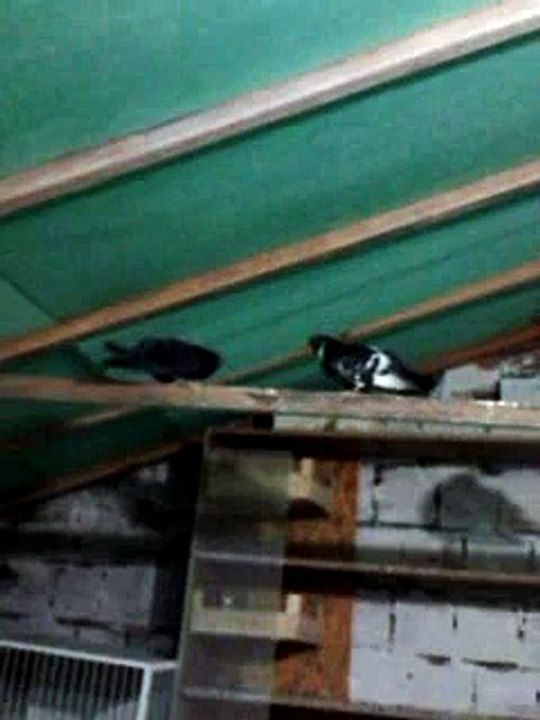 2015 yeni yavrularım