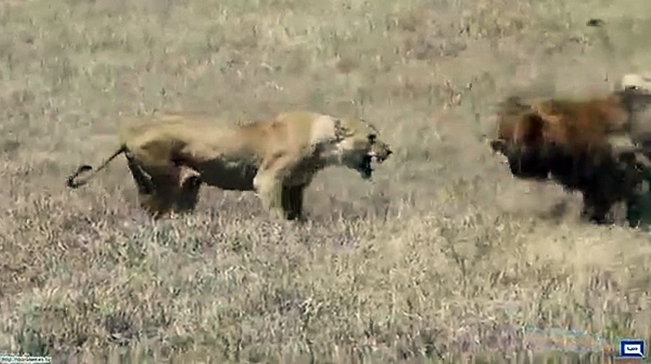 Lioness Attacking lion