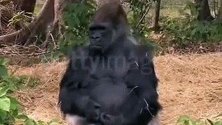 Gimme Gorillas