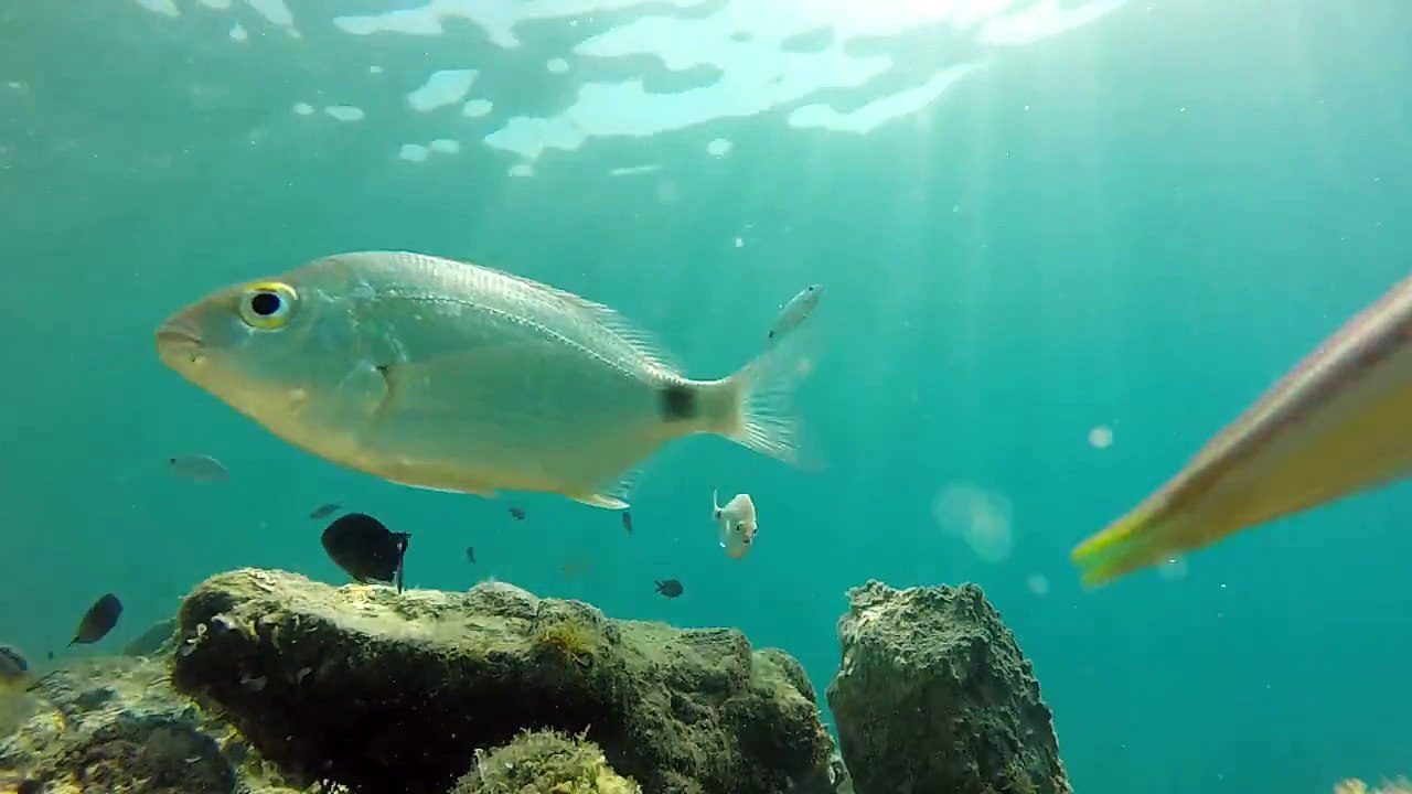 On Fish Watch - Different Position.