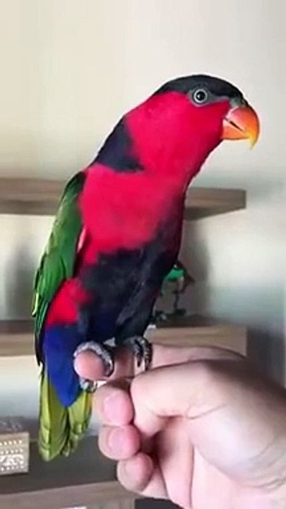 This Parrot tells about future
