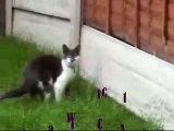 Gatto attacca violentemente il suo padrone