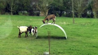 Funny animal 2015 Goats entertainment, Play funny