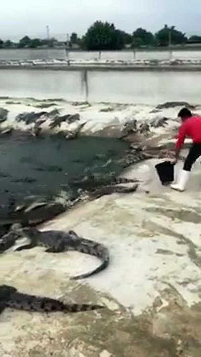 L'élévage des crocodiles pour le compte de la compagnie Lacoste