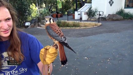 American Kestrel (male)