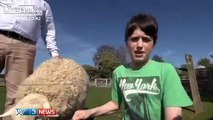 Sheep takes a break from getting fucked to play a little football(soccer)