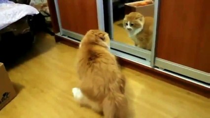 Raging Cats Compilation 2015 September    Animals vines