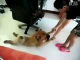 Dog plays dead to avoid taking a bath!