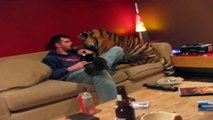 Pet Tiger Just Wants Some Food (Would You Want A Tiger Roaming Your Crib All Day?)