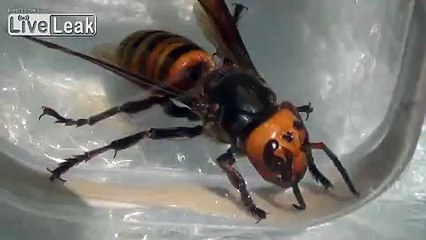 Asian Giant Hornet Queen