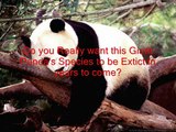 Save Giant Pandas and Polar Bears