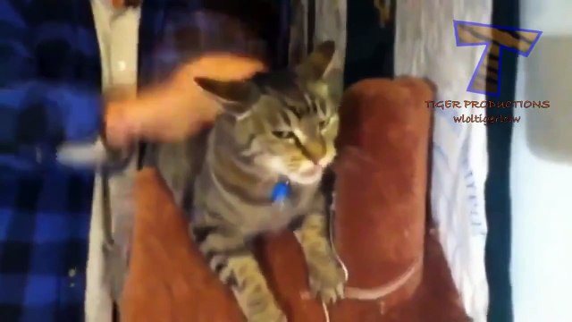 Animales Gritando Y Haciendo Ruidos Raros - Compilación De Sonido Divertido Animal De La Parte 2