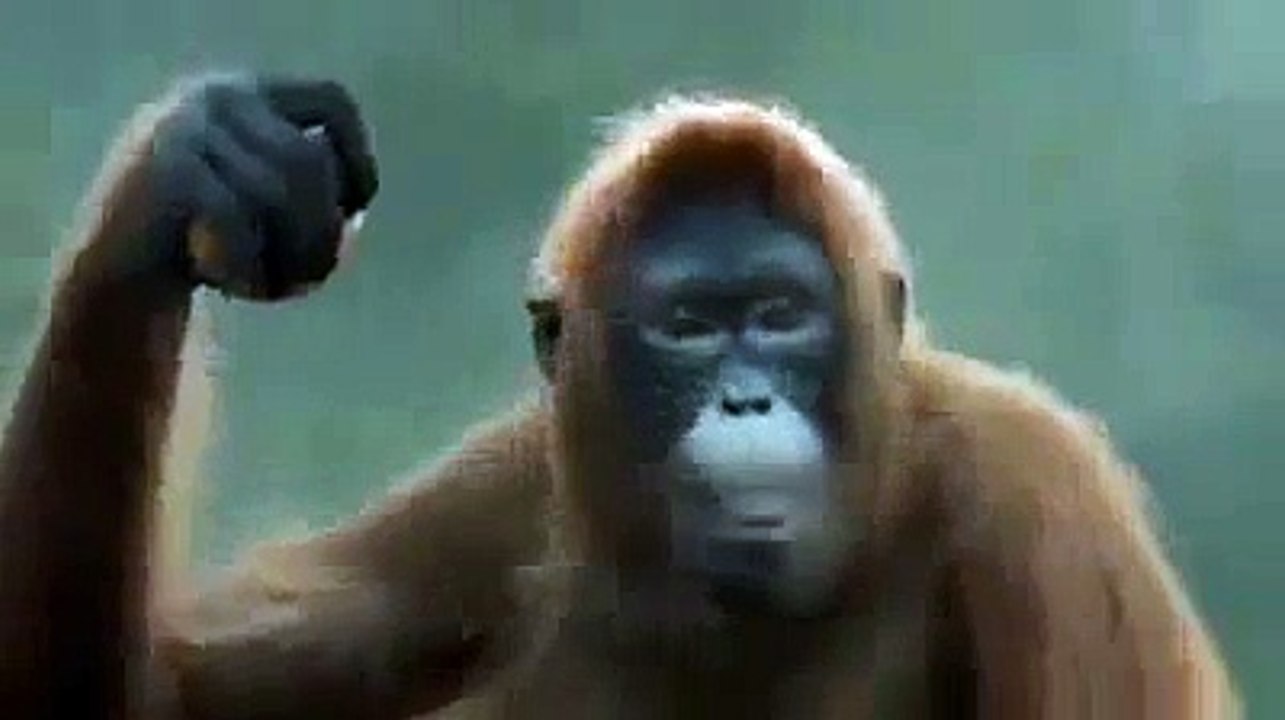 Funny Monkey Dance