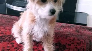 Funny/Cute dog montage!