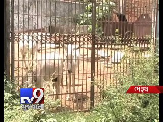 What! Ankleshwar municipality to auction 'Donkeys' - Tv9 Gujarati