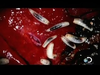 FORENSE EXTREMO {capitulo 3]