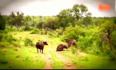 Top 5 Lion Kills Animal Lion Fight to Death AMAZING VIDEO!