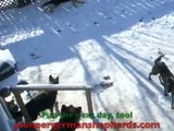 Long Haired German Shepherds Playing In Snow Long Hair Dogs