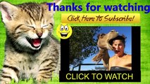 Cute Cats and Dogs Playing Together - Funny Videos Compilation