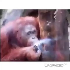 Funny Vines: Wild Monkeys