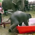 Baby Elephant Taking a Bath
