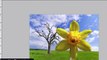 Adobe Photoshop CS3 Tutorial: Quick Selection Tool