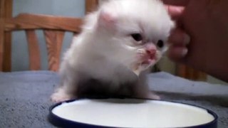 Baby Kitten and his funny meows