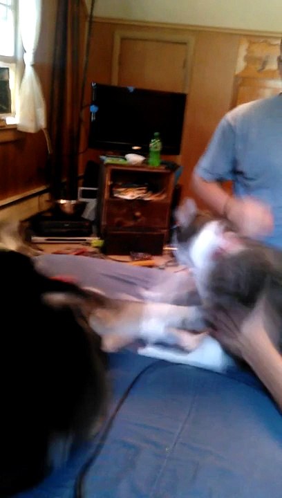 When cat fights dog.
