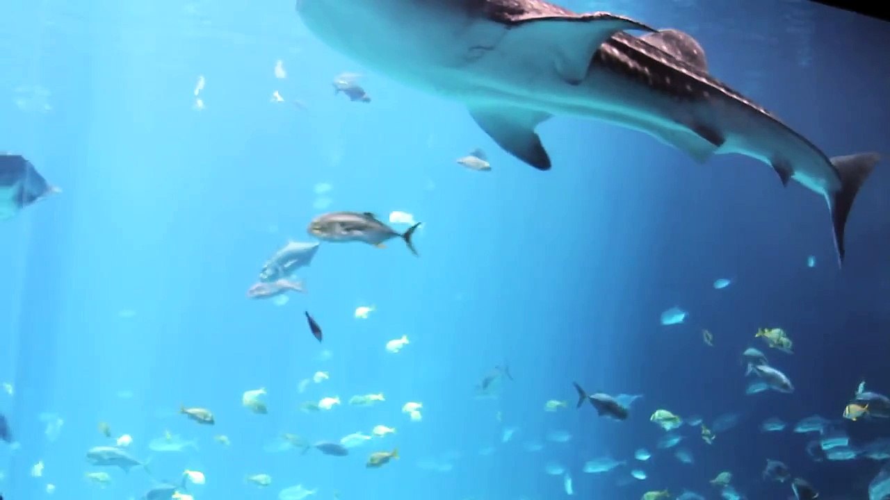 Georgia Aquarium