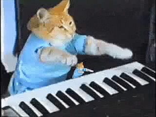 Mini Kitten Vs Keyboard Cat